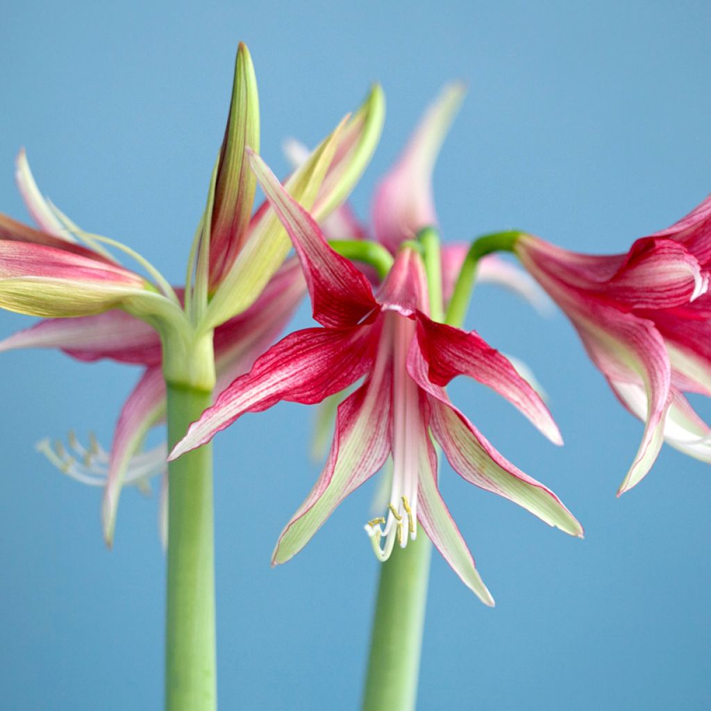 Hippeastrum Quito - Amaryllis