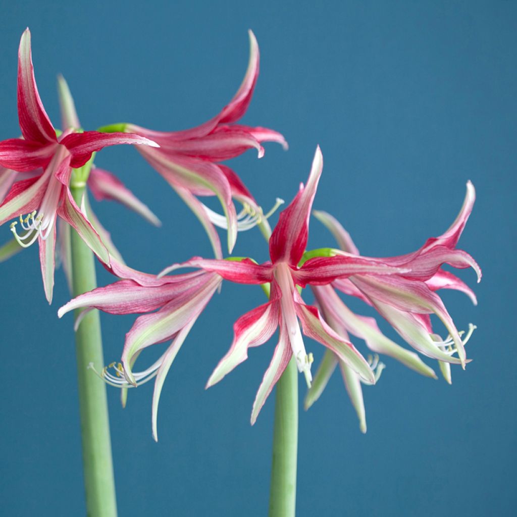 Hippeastrum Quito - Amaryllis