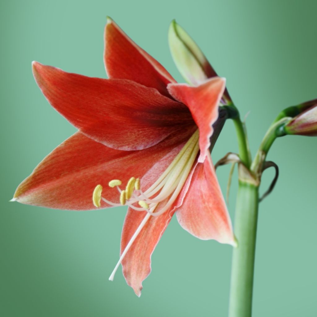 Amaryllis Tierra (Terra Mystica) - Hippeastrum