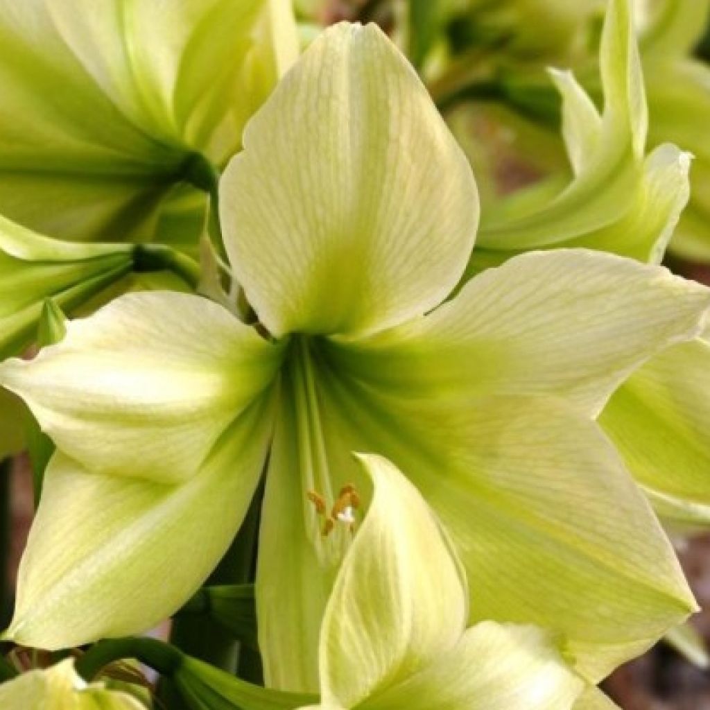 Amaryllis Yellow Star - Hippeastrum 