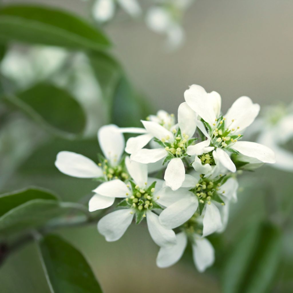 Amelanchier alnifolia Thiessen