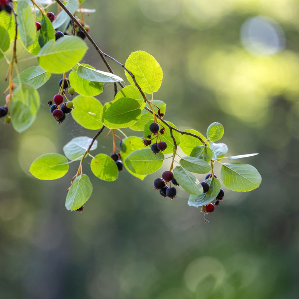 Amelanchier alnifolia