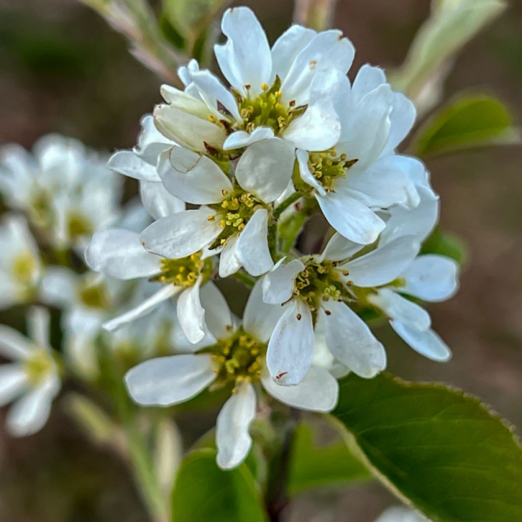 Amelanchier alnifolia