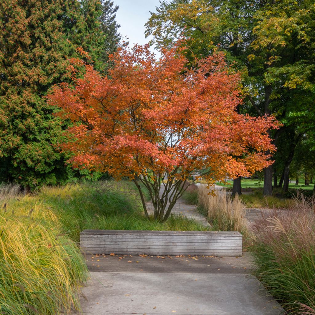 Amelanchier canadensis October Flame