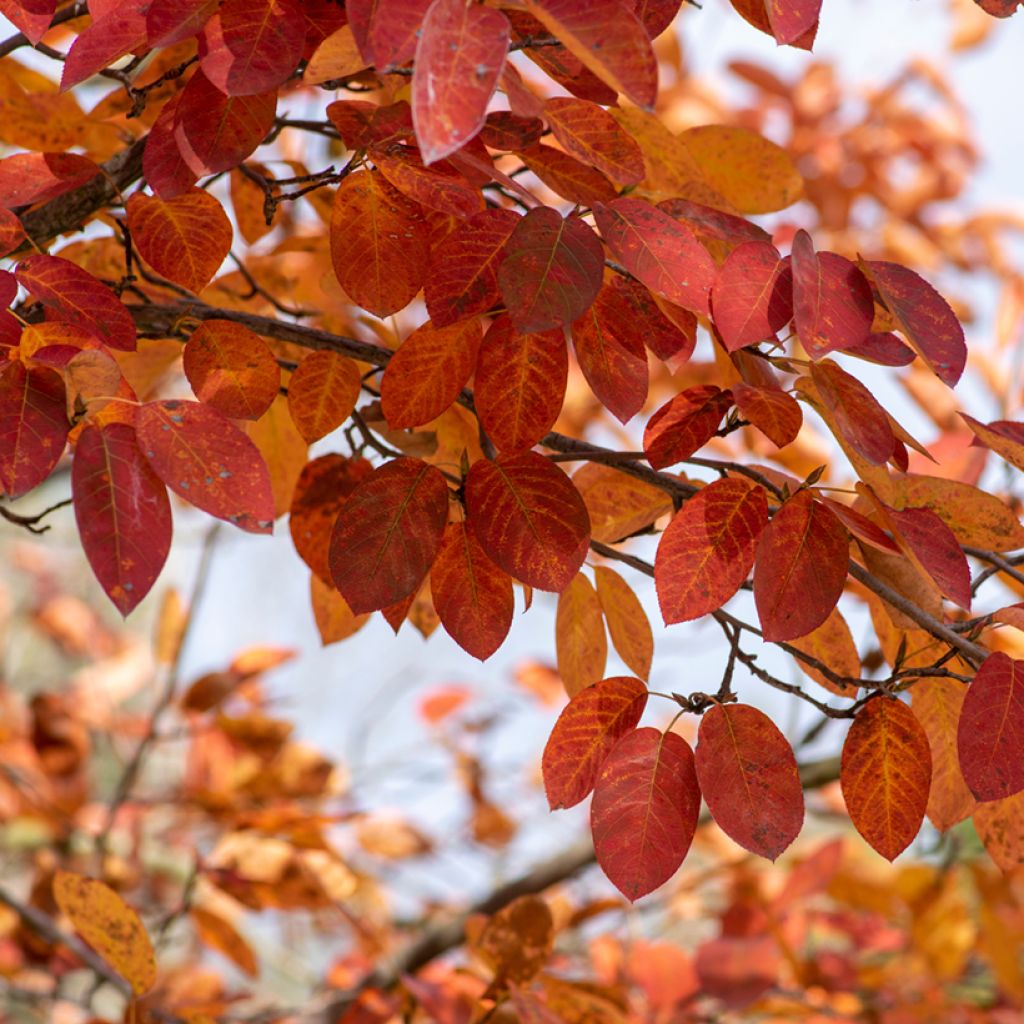 Amelanchier lamarckii