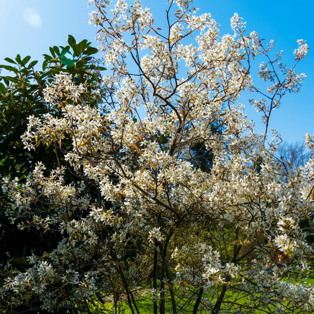 Amelanchier lamarckii