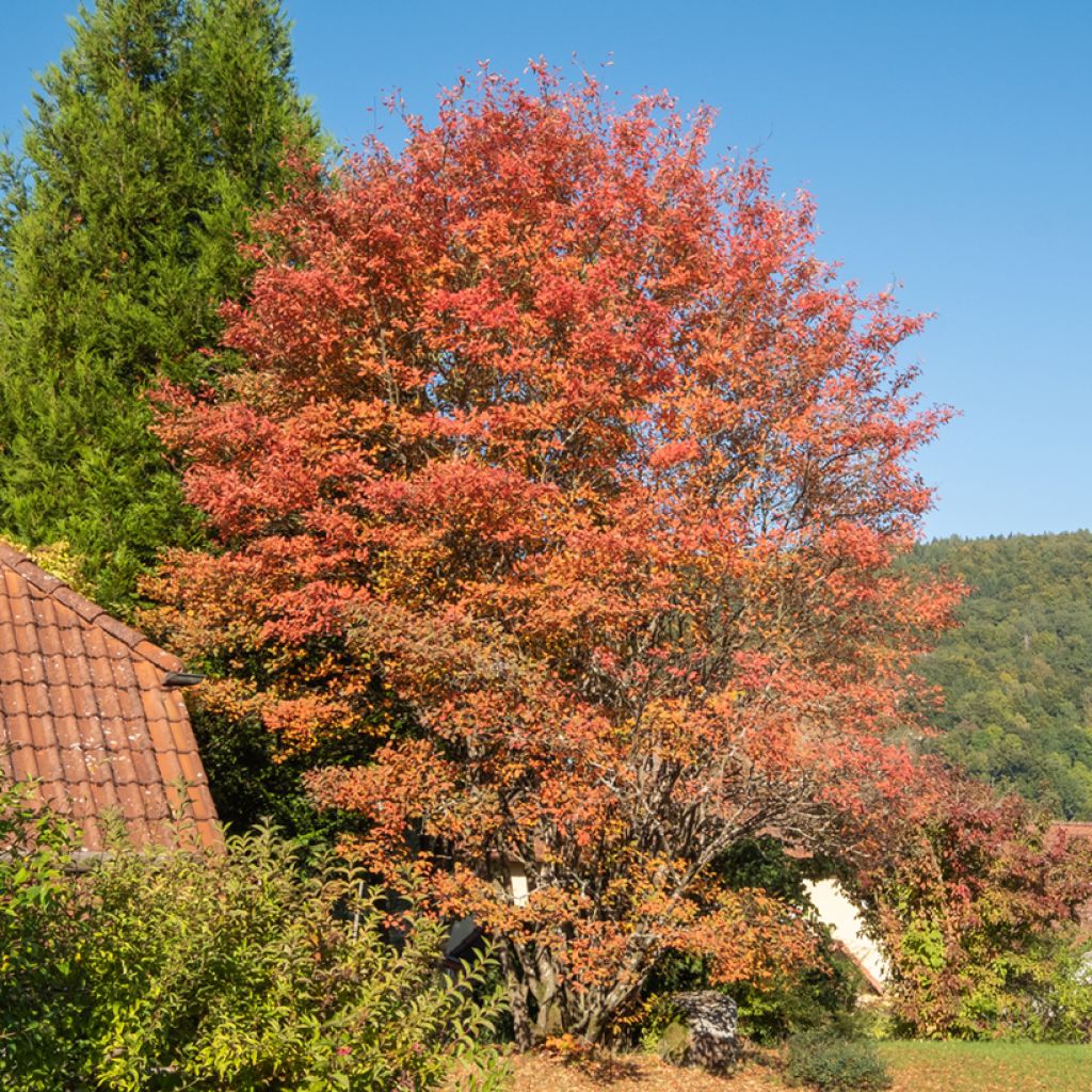 Amelanchier lamarckii