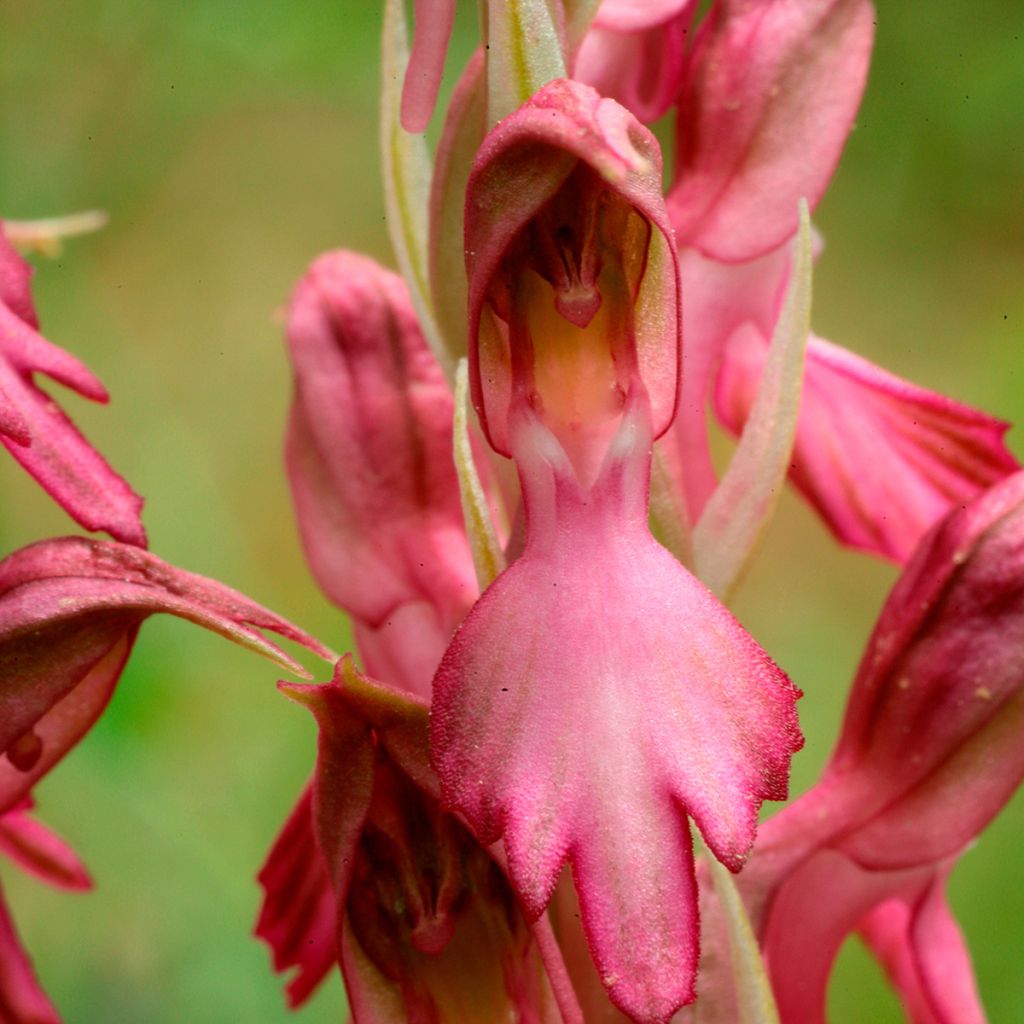 Anacamptis sancta, Orchis sacré - Orchidée vivace