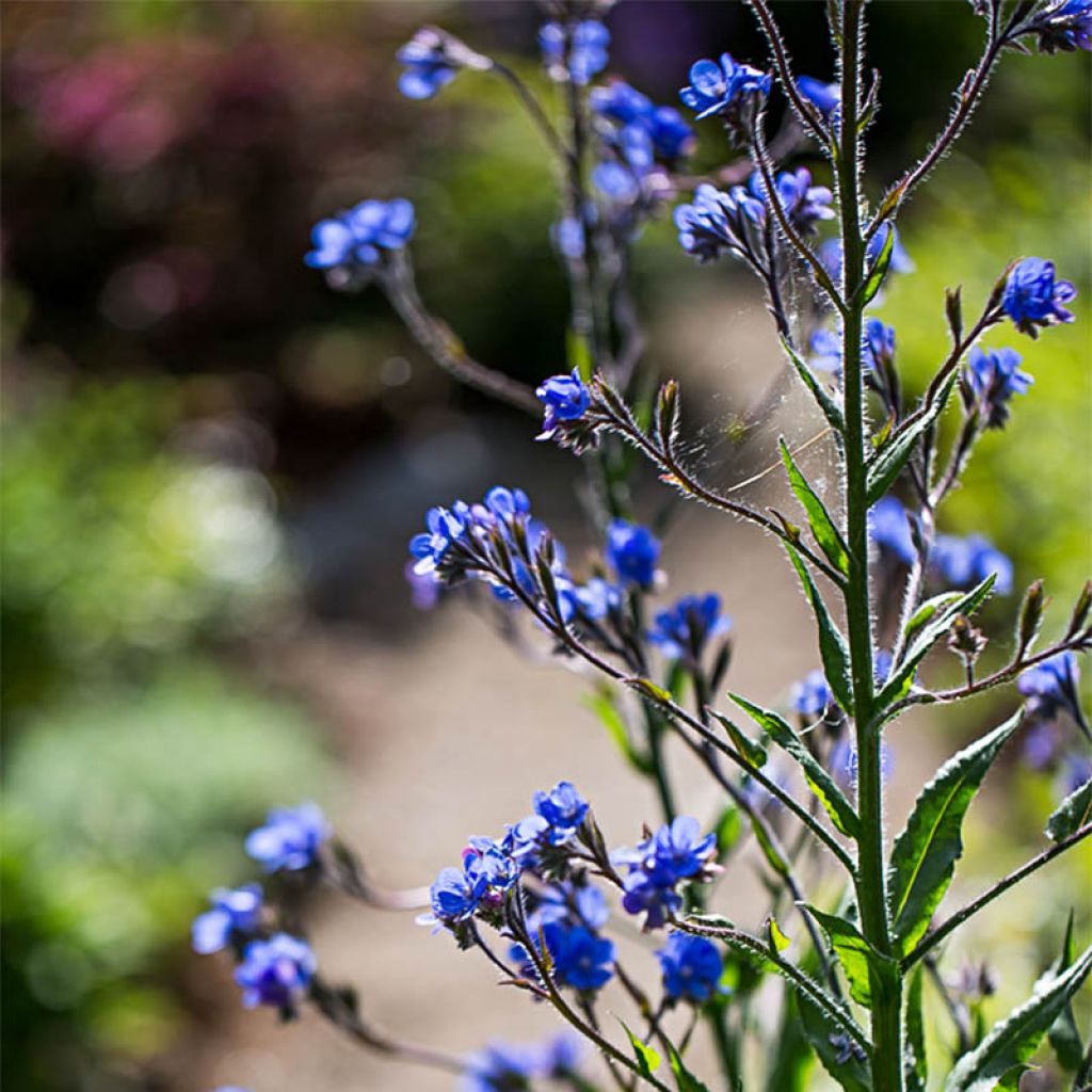 Anchusa azurea Dropmore