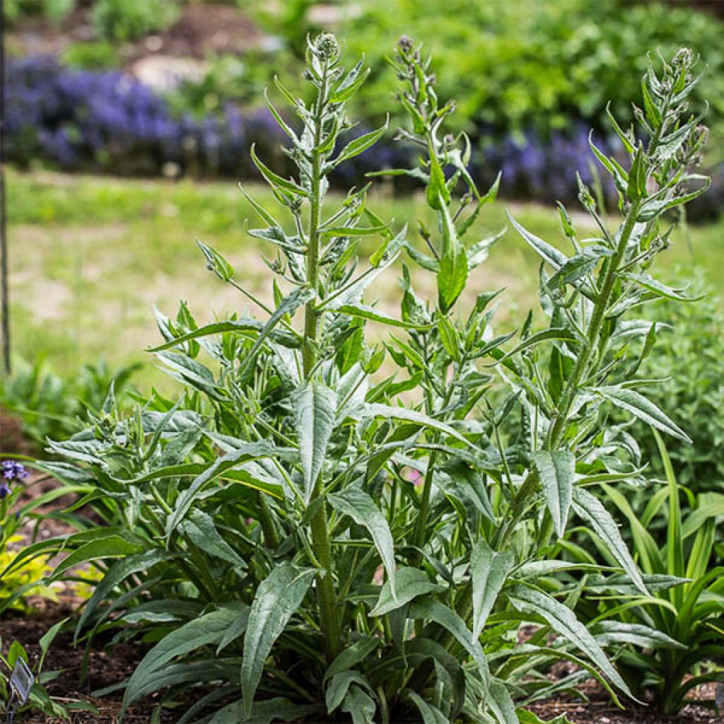 Anchusa azurea Dropmore