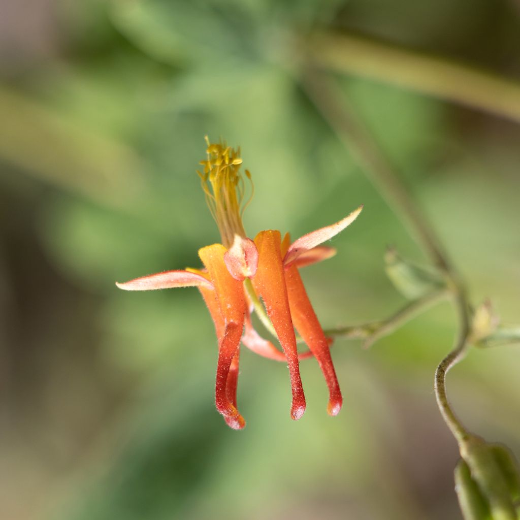 Aquilegia formosa - Columbine