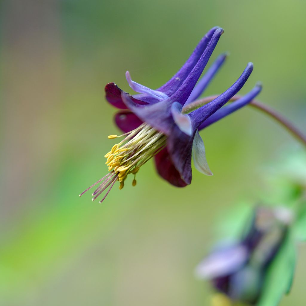 Aquilegia viridiflora - Columbine