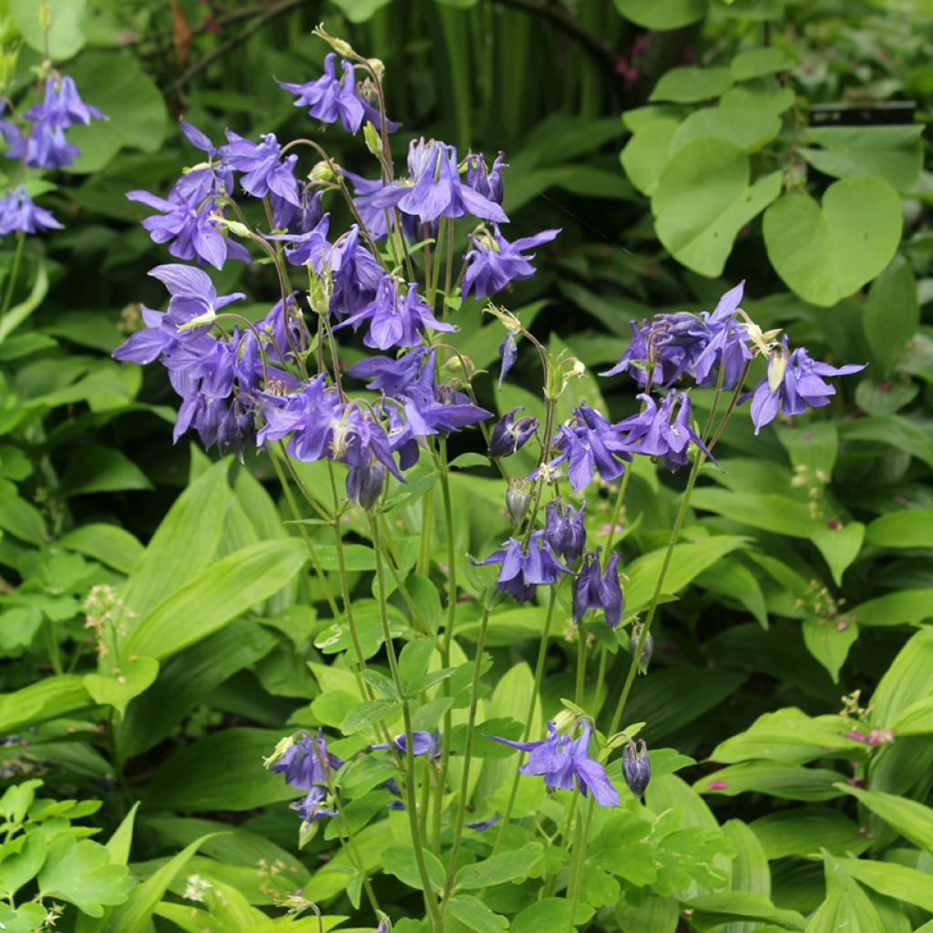 Aquilegia vulgaris - Columbine