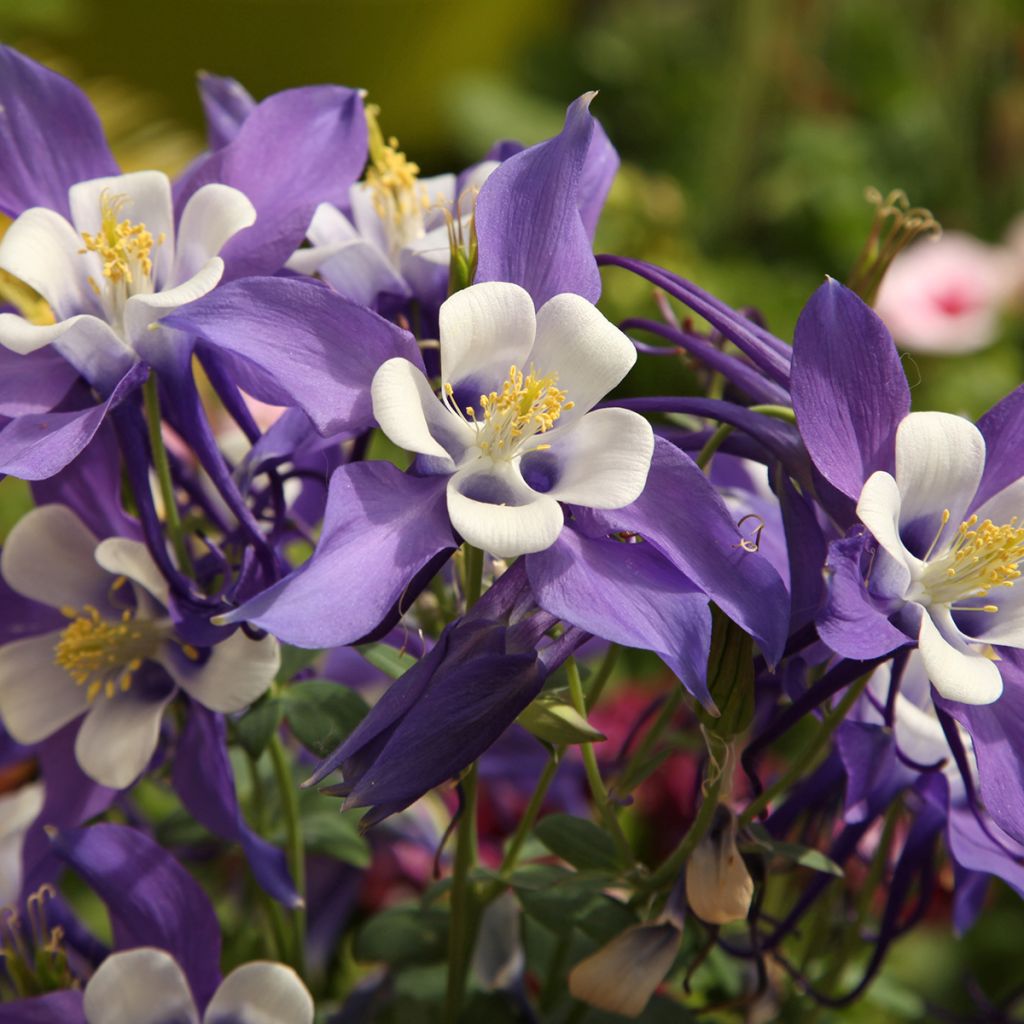 Aquilegia Mrs M. Nicholls - Columbine