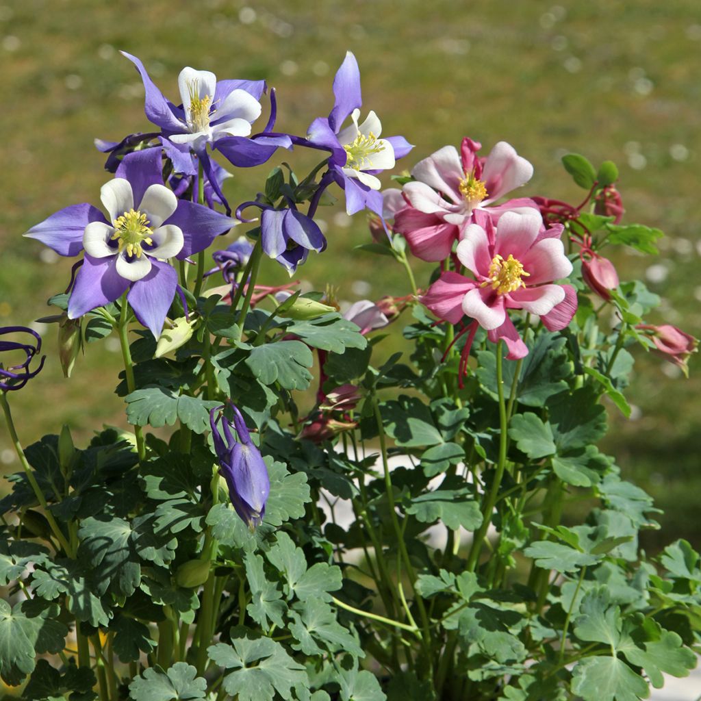 Aquilegia Mrs M. Nicholls - Columbine