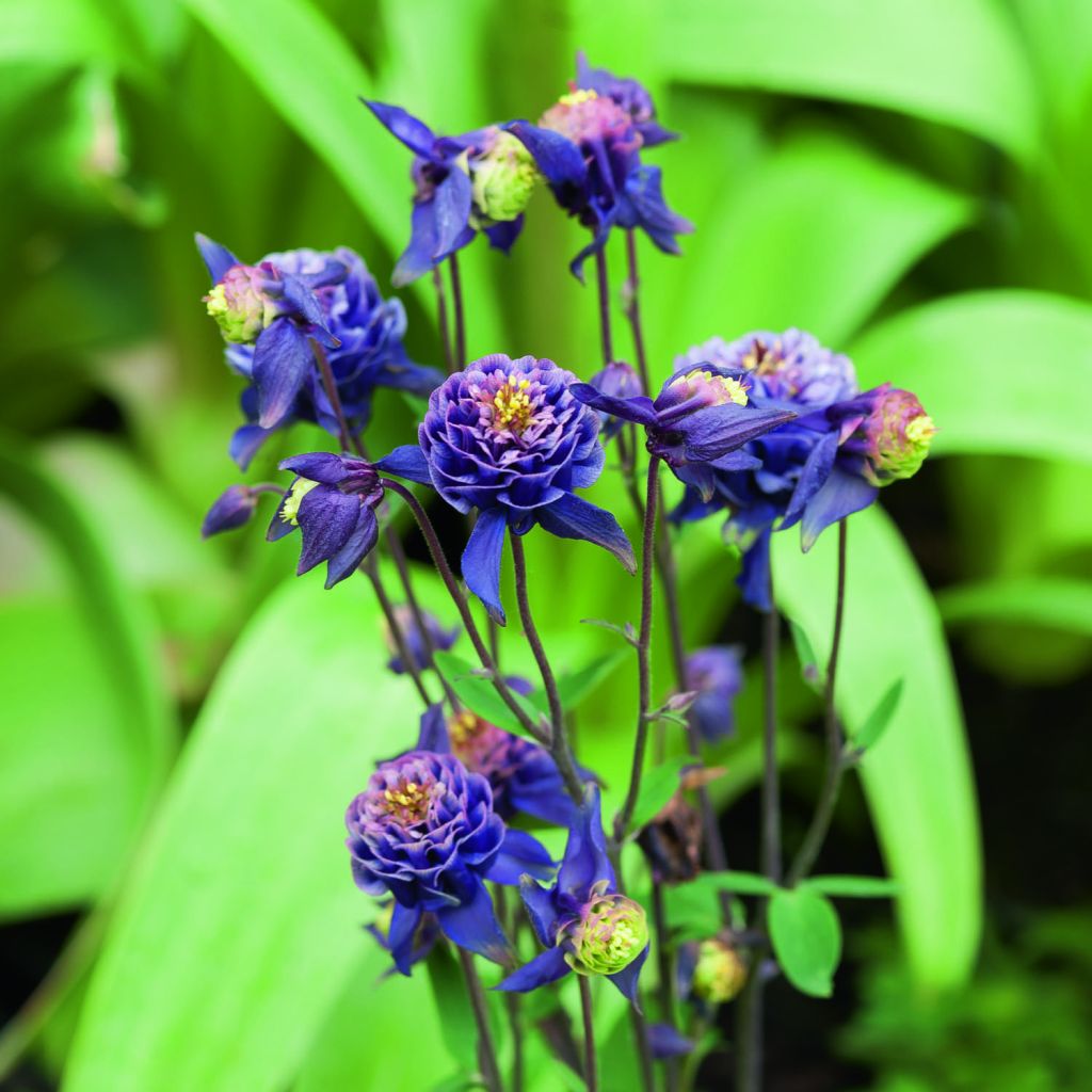 Aquilegia vulgaris Winky Double Dark-Blue-White - Columbine