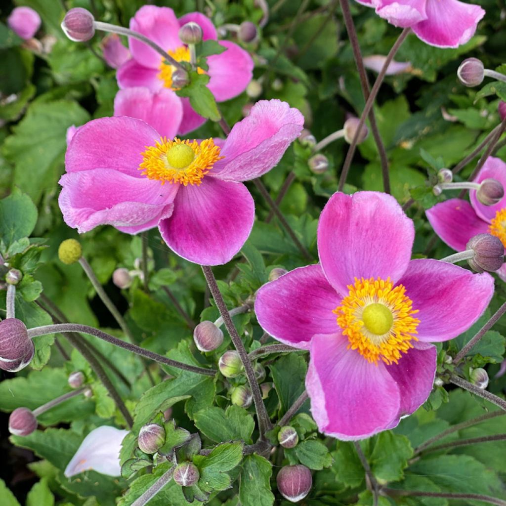 Anemone Royal Pink - Japanese Anemone