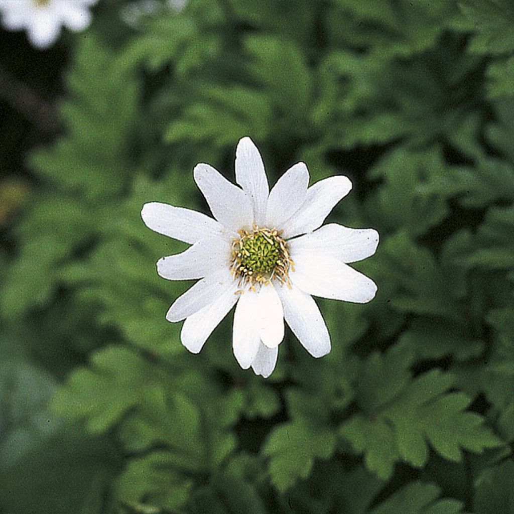 Anemone apennina Alba