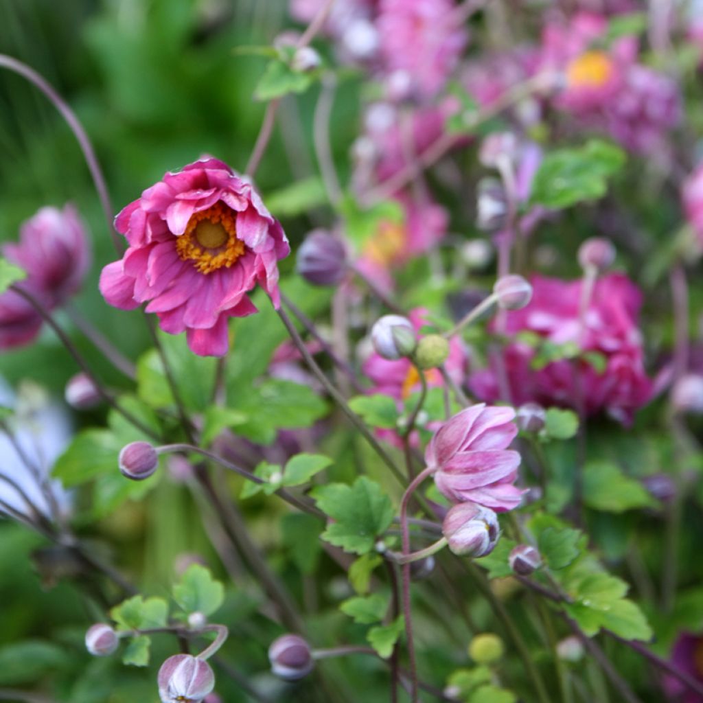 Anemone hupehensis var. japonica Pamina