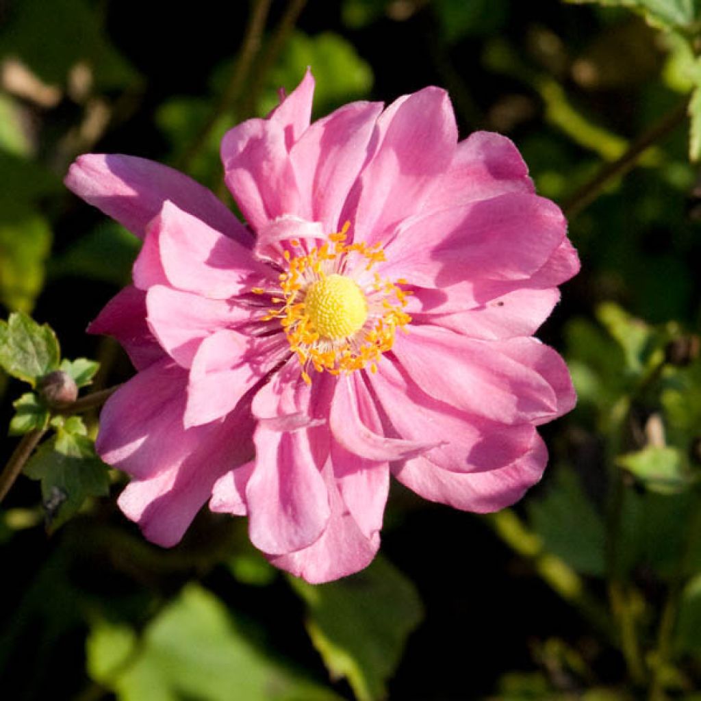 Anemone hybrida Margarete