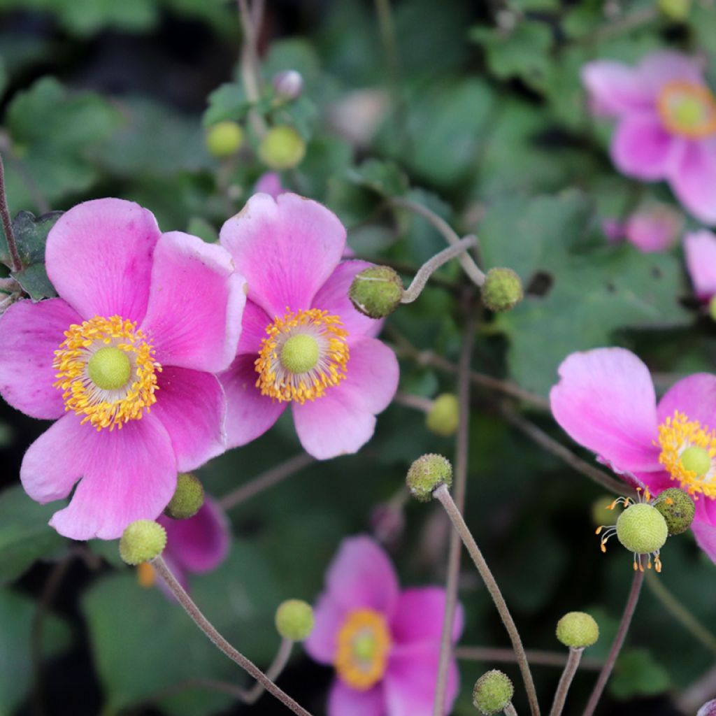 Anemone hybrida Hadspen Abundance