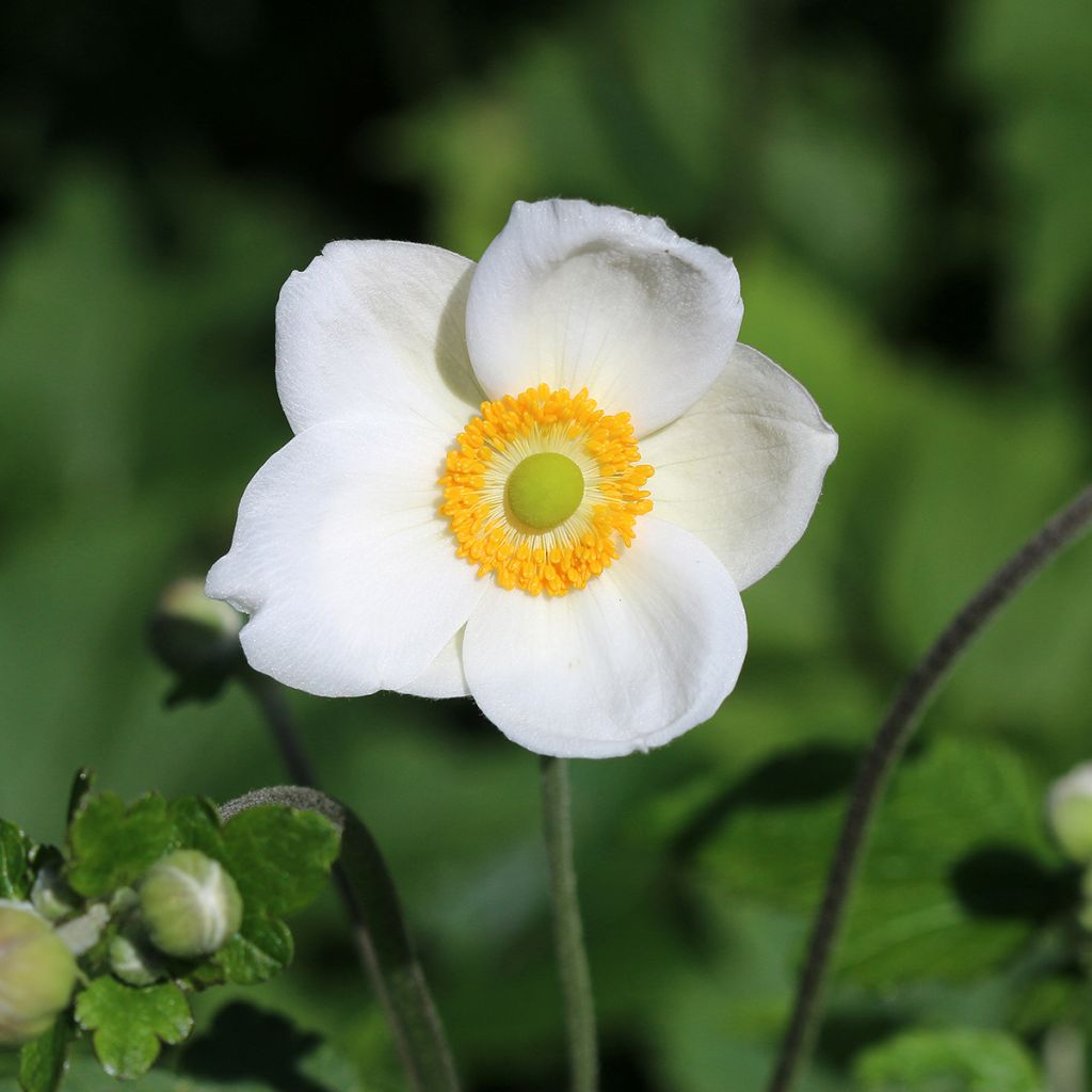 Anemone hybrida Honorine Jobert