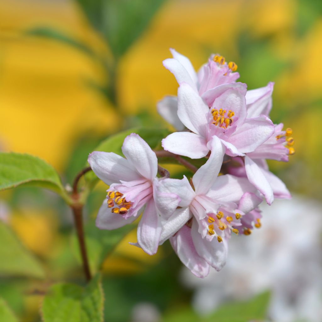 Anemone hybrida Mont Rose
