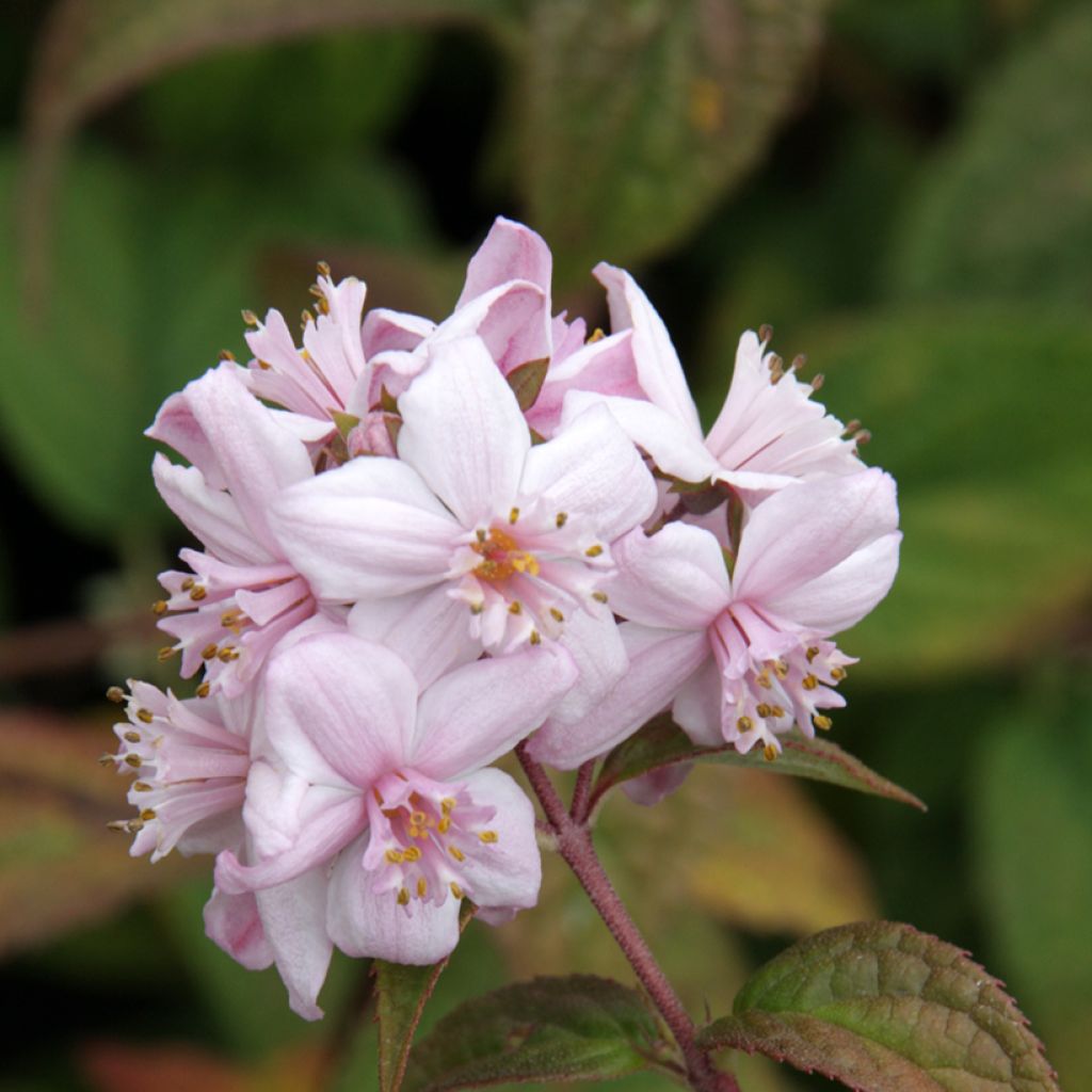 Anemone hybrida Mont Rose