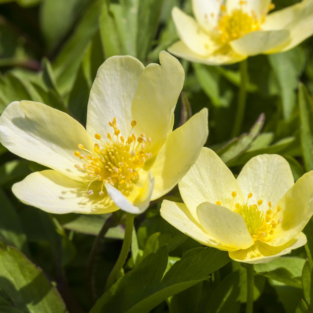 Anemone nemorosa x ranunculoides