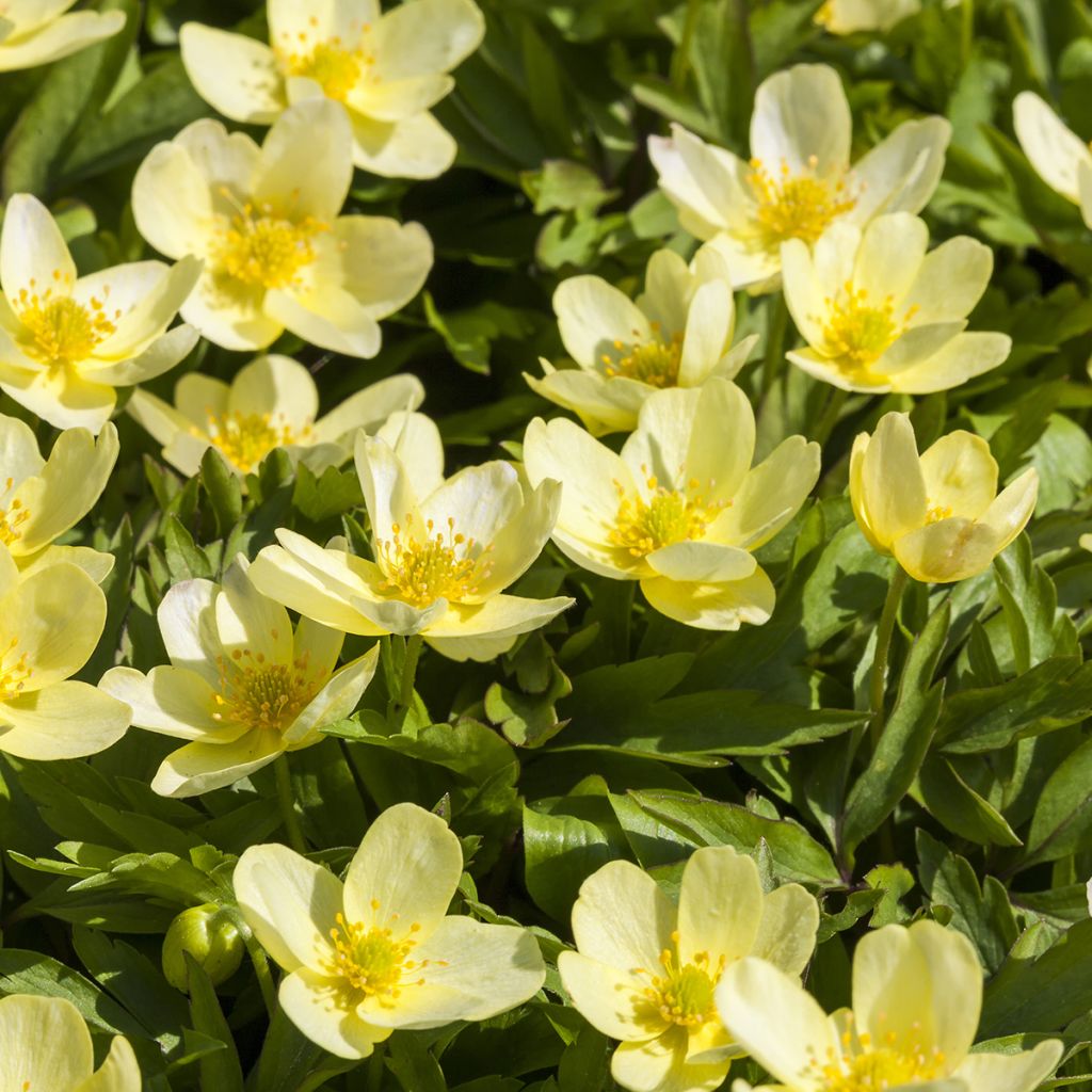 Anemone nemorosa x ranunculoides