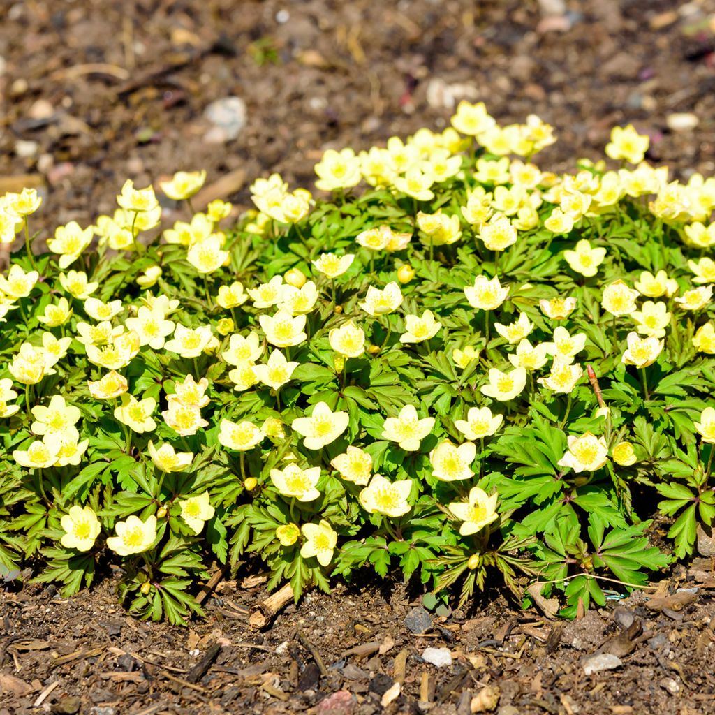 Anemone nemorosa x ranunculoides