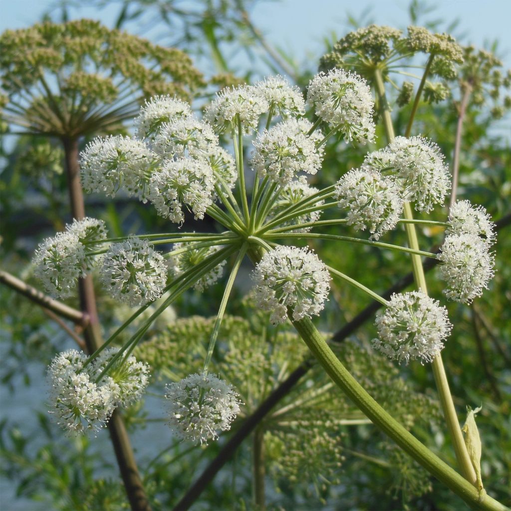 Angelica heterocarpa