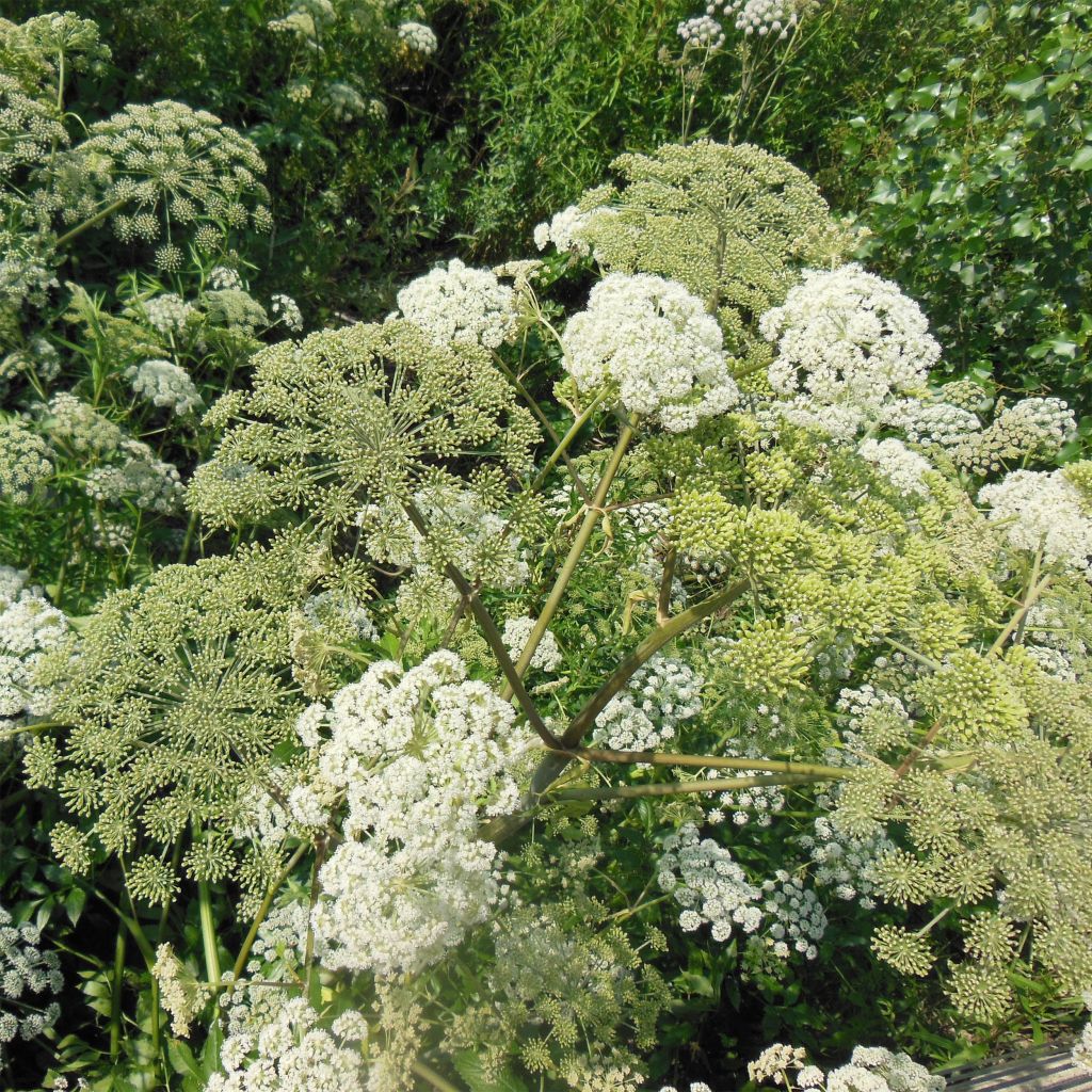 Angelica heterocarpa