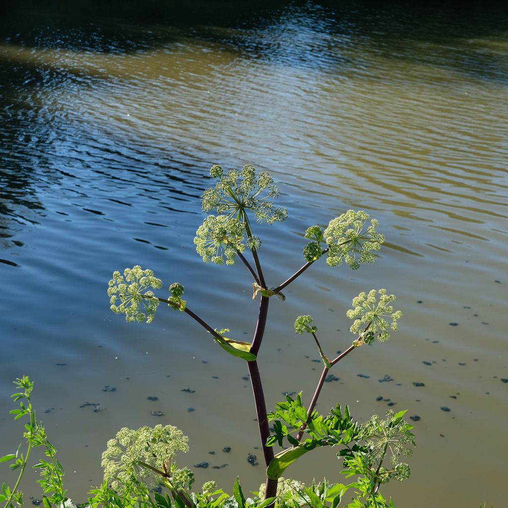 Angelica atropurpurea