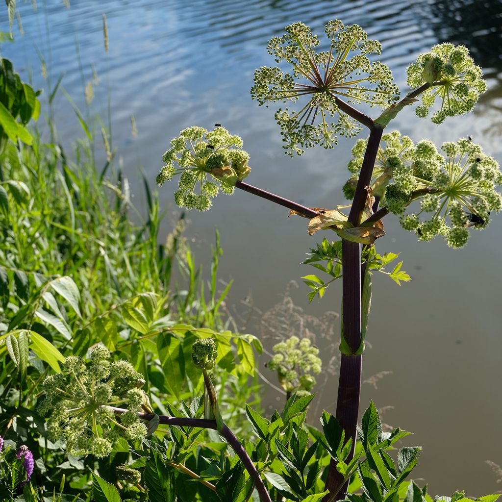 Angelica atropurpurea