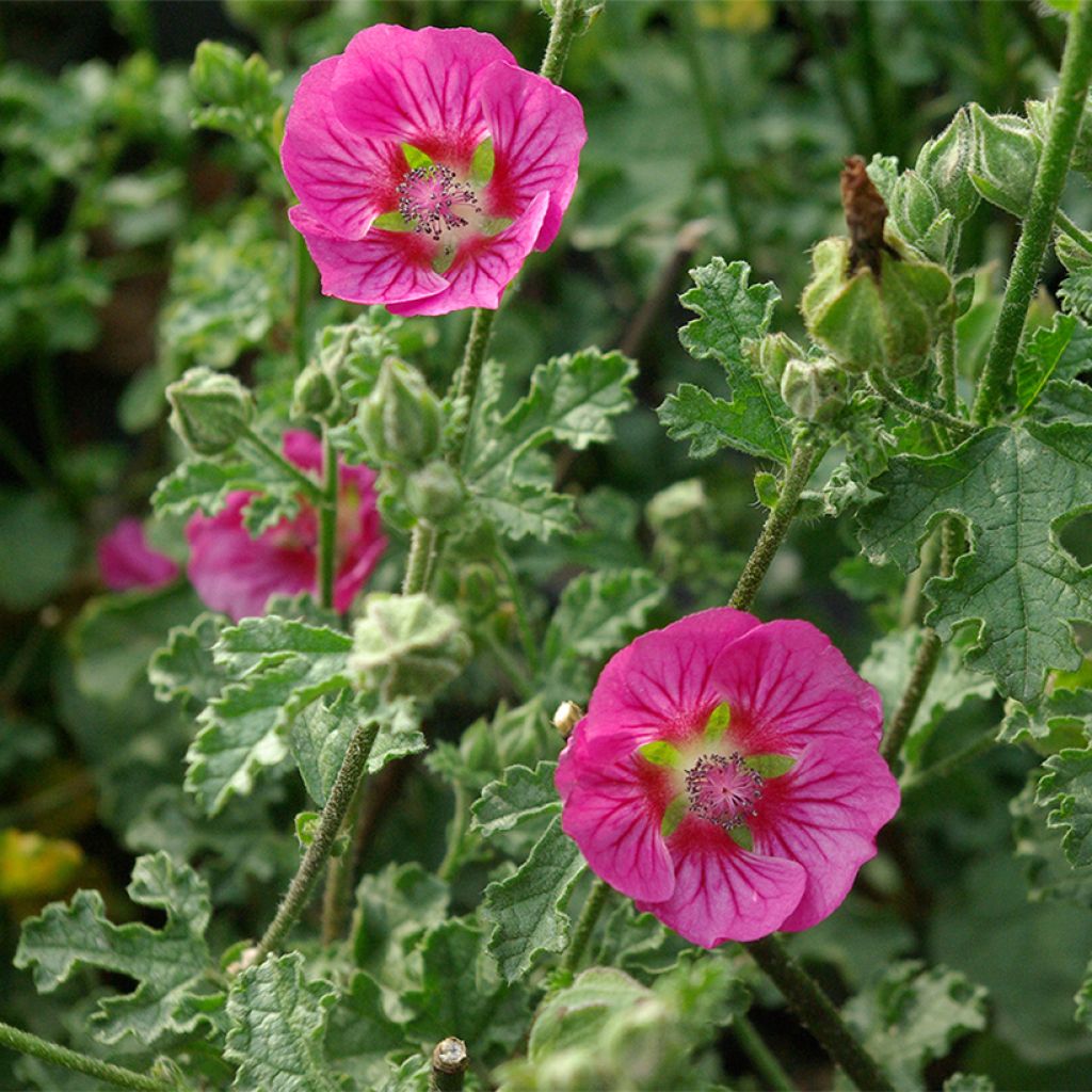 Anisodontea scabrosa Large Red - Cape mallow