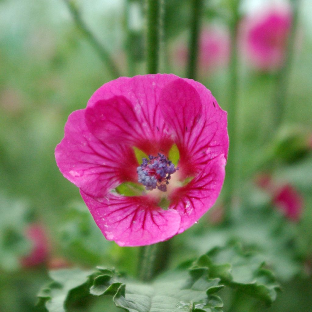 Anisodontea scabrosa Large Red - Cape mallow