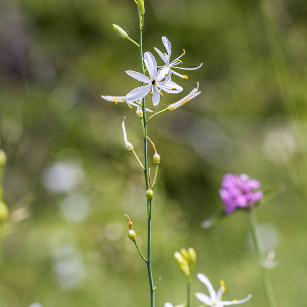 Anthericum liliago
