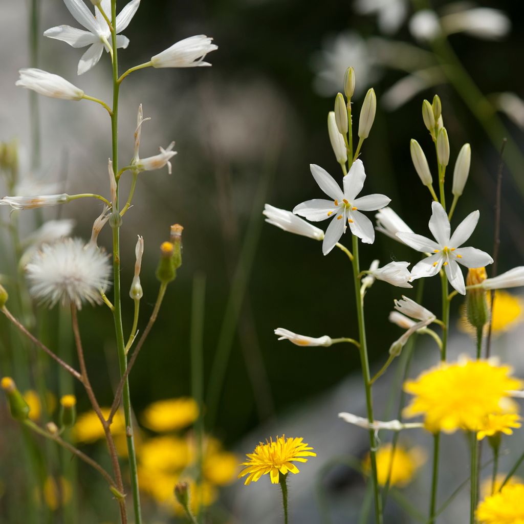 Anthericum liliago