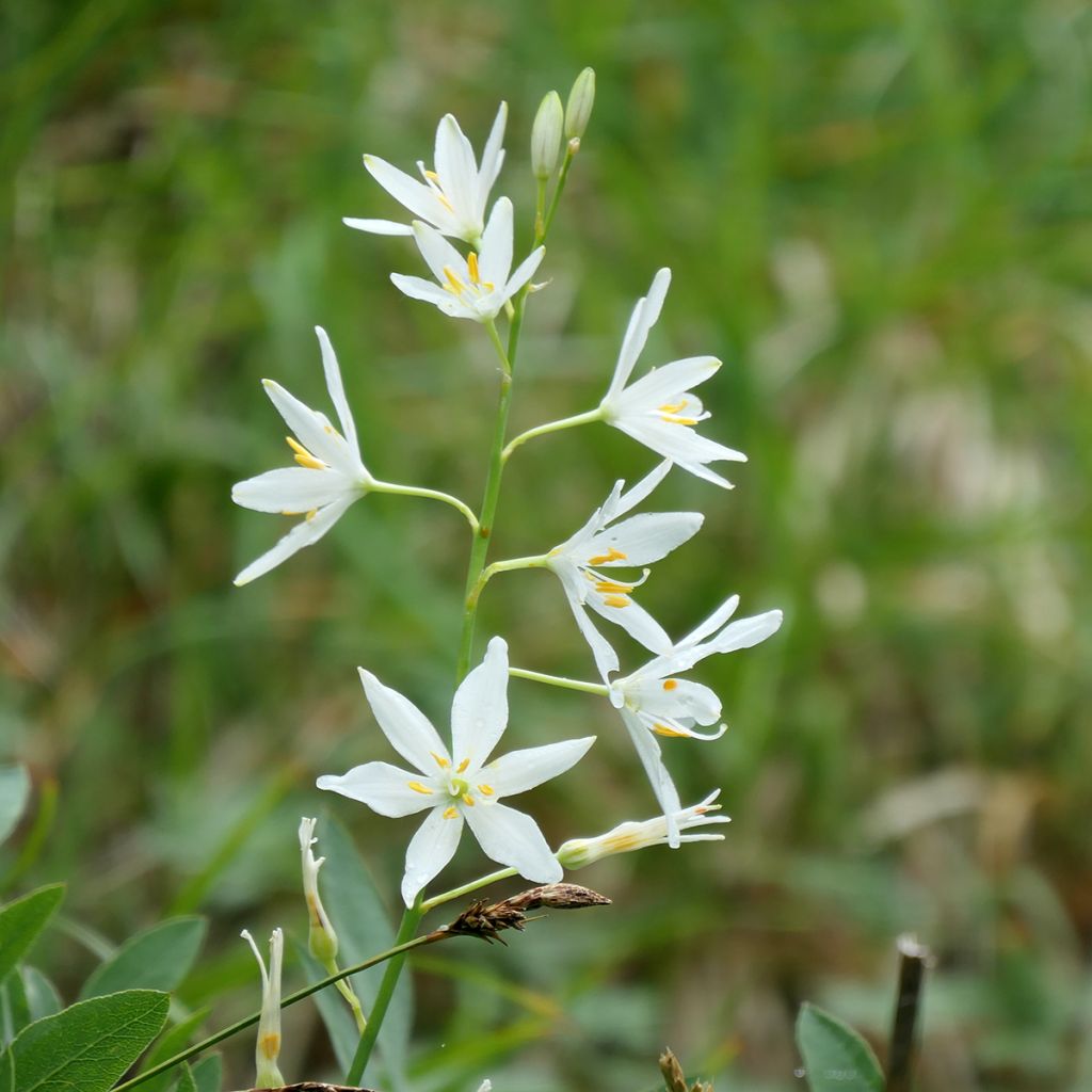 Anthericum liliago
