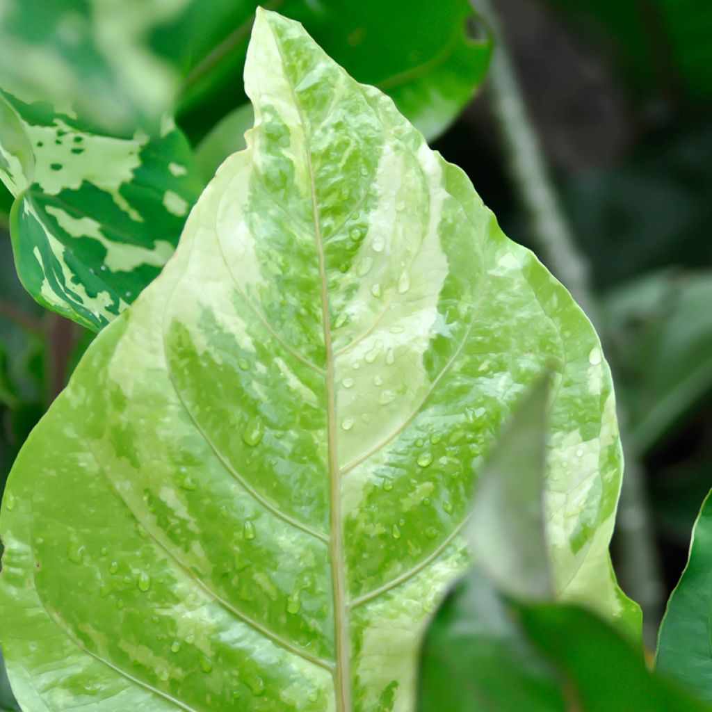 Anthurium x hookeri Renaissance Variegata