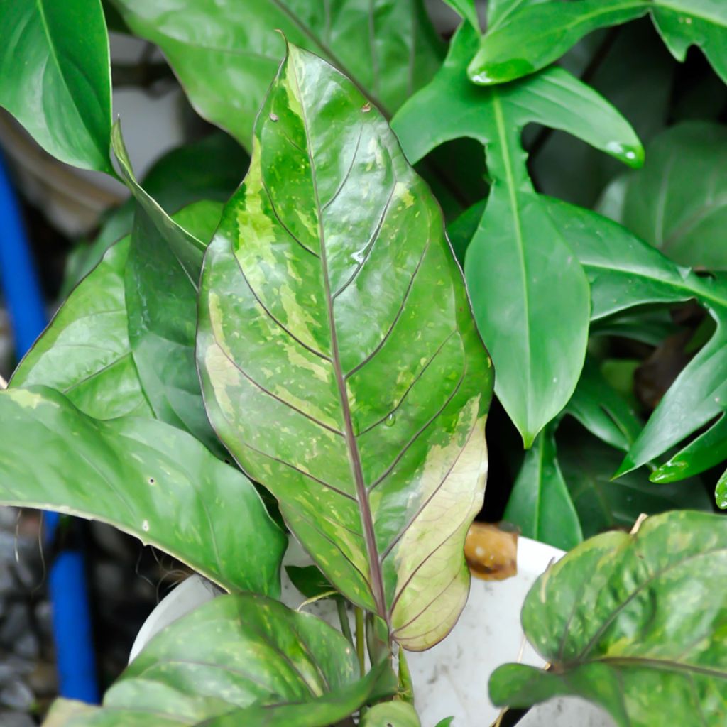 Anthurium x hookeri Renaissance Variegata