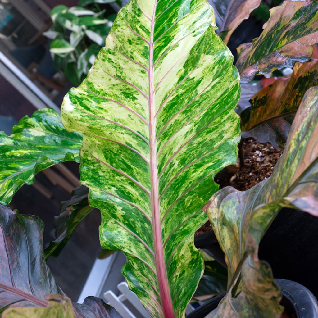 Anthurium x hookeri Renaissance Variegata