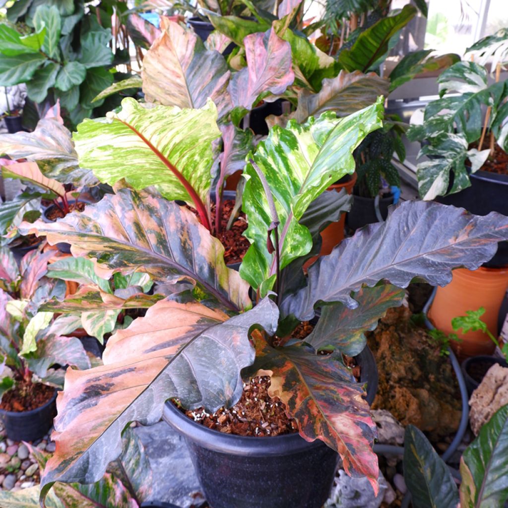 Anthurium x hookeri Renaissance Variegata