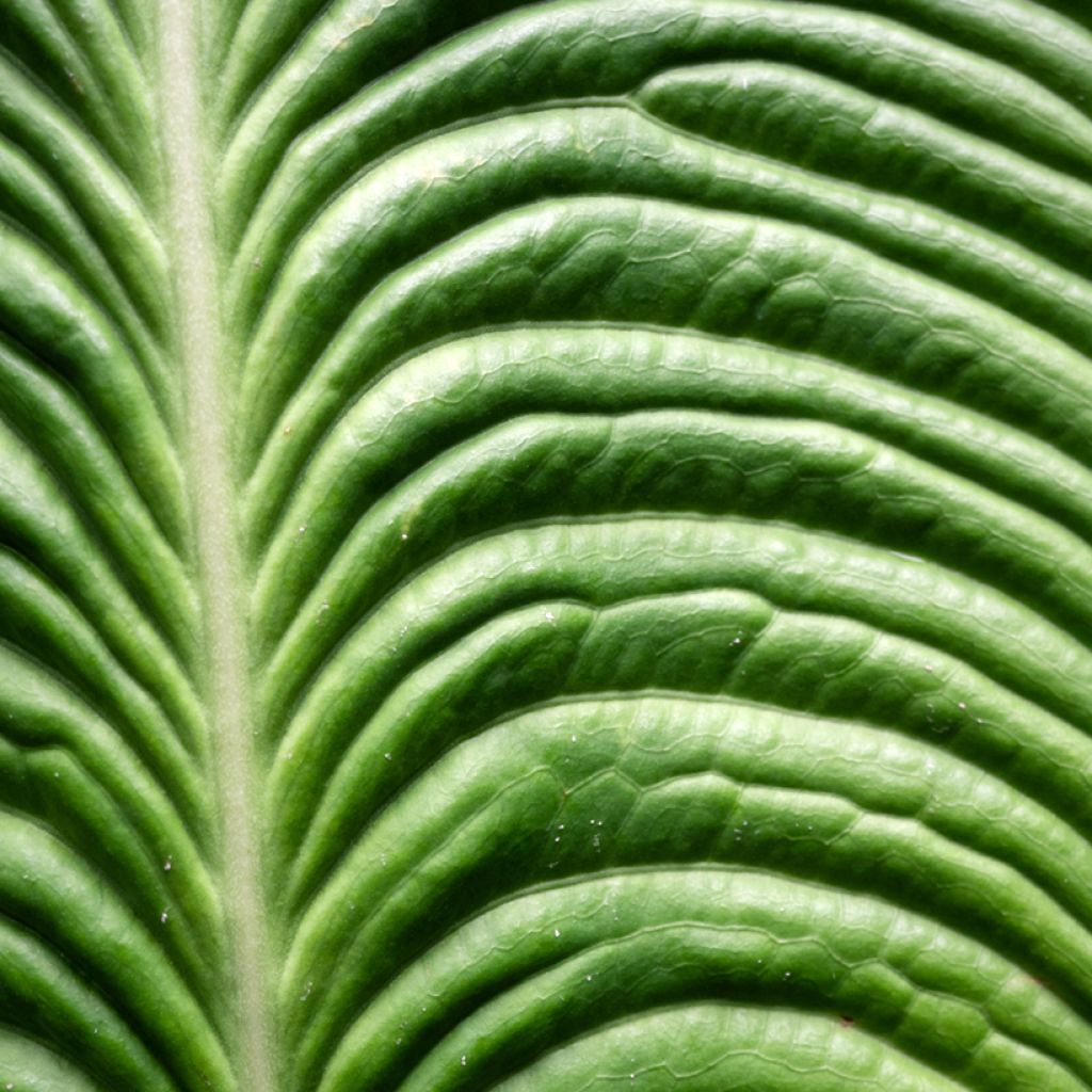 Anthurium veitchii Narrow - - Flamingo flower