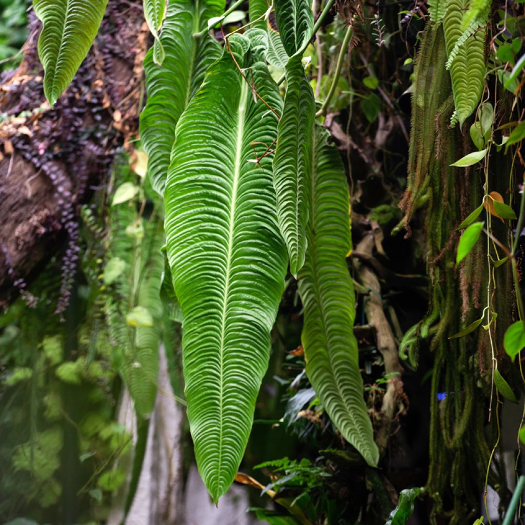 Anthurium veitchii Narrow - - Flamingo flower