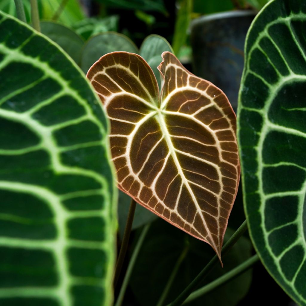 Anthurium clarinervium - Flamingo flower