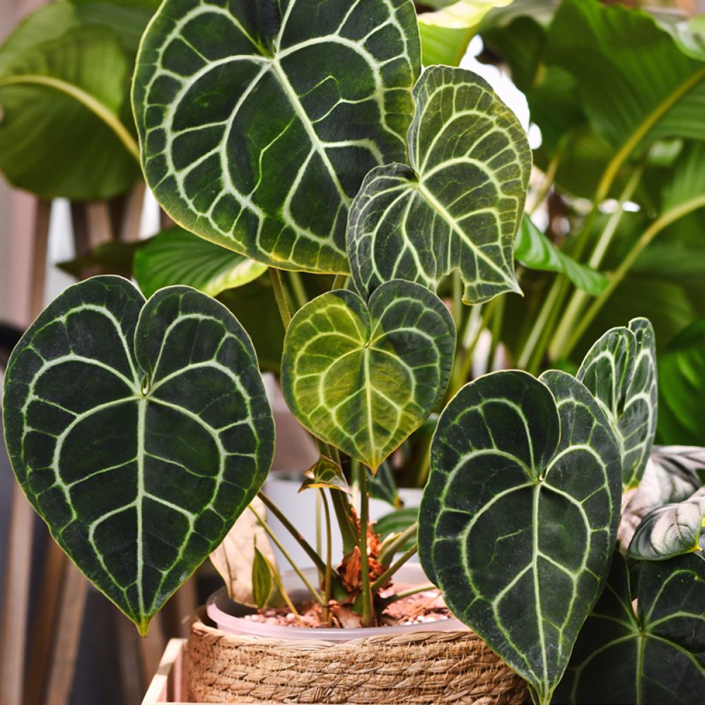 Anthurium clarinervium - Flamingo flower