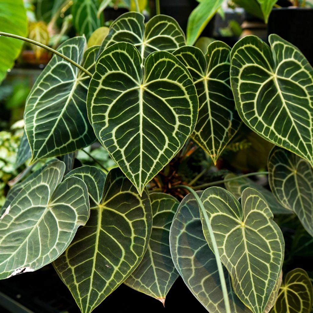 Anthurium clarinervium - Flamingo flower