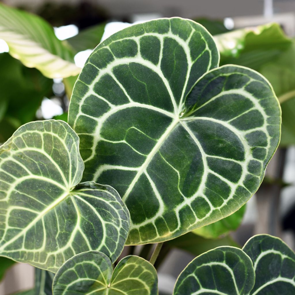 Anthurium clarinervium - Flamingo flower